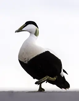 Images Dated 5th June 2015: Eider; Common Eider; Somateria mollissima;