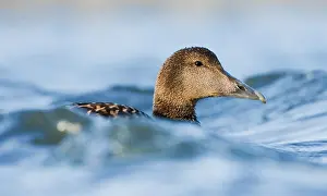 2011 Prints: Eider, Common Eider, Somateria mollissima