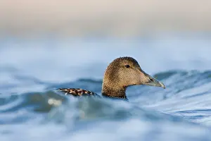 2011 Prints: Eider, Common Eider, Somateria mollissima