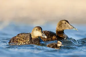 2011 Prints: Eider, Common Eider, Somateria mollissima