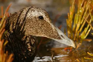 Snavel Prints: Eider, Common Eider, Somateria mollissima