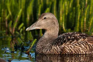 Snavel Prints: Eider, Common Eider, Somateria mollissima
