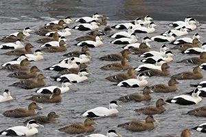 Somateria Prints: Eider, Common Eider, Somateria mollissima