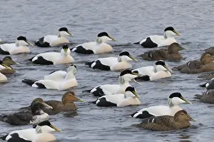 Images Dated 28th December 2012: Eiders TRondheim 2012