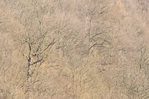 Trees Prints: Eik, Oak, Quercus