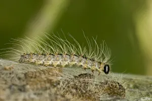 Images Dated 5th June 2007: Eikenprocessierups, Oak procession caterpillar, Thaumetopoea proc
