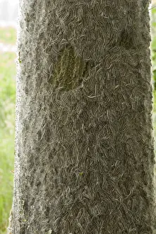 Images Dated 6th June 2007: Eikenprocessierups, Oak procession caterpillar, Thaumetopoea proc