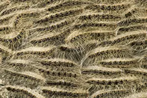 Images Dated 6th June 2007: Eikenprocessierups, Oak procession caterpillar, Thaumetopoea proc