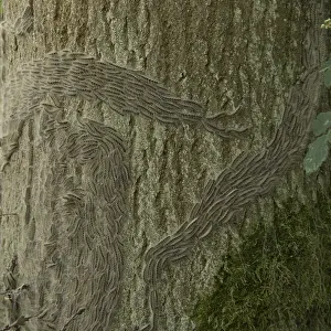 Images Dated 6th June 2007: Eikenprocessierups, Oak procession caterpillar, Thaumetopoea proc