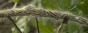 Images Dated 6th June 2007: Eikenprocessierups, Oak procession caterpillar, Thaumetopoea proc