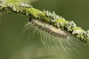 Images Dated 5th June 2007: Eikenprocessierups, Oak procession caterpillar, Thaumetopoea proc