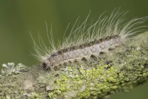 Images Dated 5th June 2007: Eikenprocessierups, Oak procession caterpillar, Thaumetopoea proc