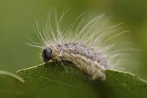 Images Dated 5th June 2007: Eikenprocessierups, Oak procession caterpillar, Thaumetopoea proc