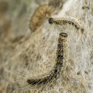 Images Dated 5th June 2007: Eikenprocessierups, Oak procession caterpillar, Thaumetopoea proc