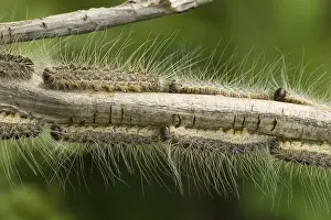 Images Dated 6th June 2007: Eikenprocessierups, Oak procession caterpillar, Thaumetopoea proc