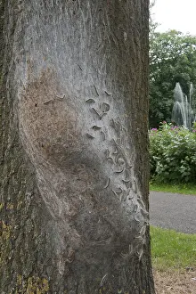 Thaumetopoea Prints: Eikenprocessierups, Oak Processionary, Thaumetopoea processionea
