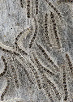 Thaumetopoea Prints: Eikenprocessierups, Oak Processionary, Thaumetopoea processionea