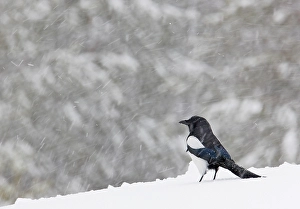 Images Dated 22nd February 2008: Ekster, Eurasian Magpie, Pica pica