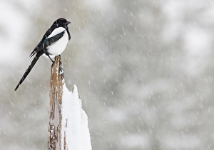 Images Dated 22nd February 2008: Ekster, Eurasian Magpie, Pica pica