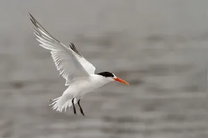 Images Dated 6th December 2009: Elegant Tern