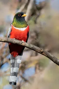 Images Dated 22nd February 2020: Elegant Trogon, Trogon elegans