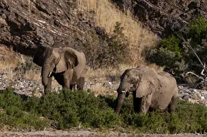 Culture Prints: Elephants graze on shrubs in a dry river bed