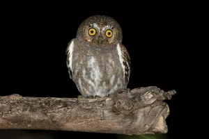 Elf Owl