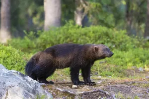 Growth Prints: An elusive wolverine, Gulo gulo
