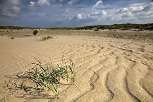 Importand Bird Area Prints: Embryonic dune