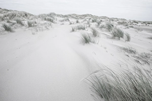 Importand Bird Area Prints: Embryonic dune