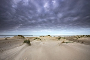 Importand Bird Area Prints: Embryonic dune