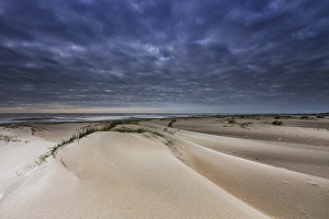 Importand Bird Area Prints: Embryonic dune