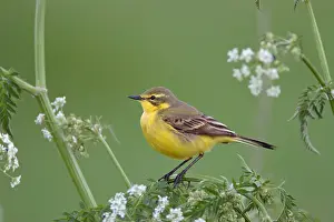 Rodelijst Prints: Engelse Gele Kwikstaart, Yellow Wagtail, Motacilla flava flavissima