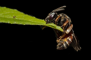 Images Dated 29th June 2020: Epeoloides coecutiens
