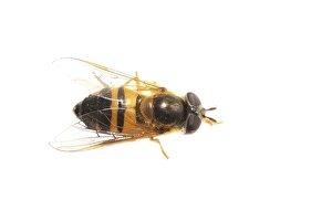 Top Vieuw Prints: Epistrophe eligans