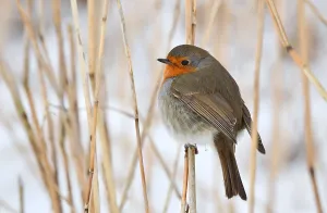 Images Dated 8th February 2021: Erithacus rubecula