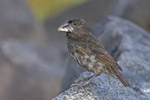 Images Dated 27th May 2023: Espanola cactus finch, Geospiza conirostris