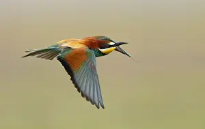 Images Dated 23rd April 2018: Euopean Bee-eater, Merops apiaster