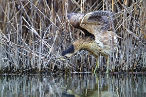 Images Dated 29th March 2018: Eurasian Bittern, Botaurus stellaris