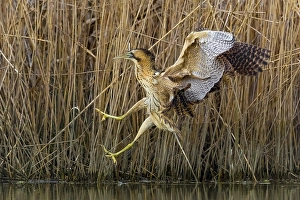 Images Dated 30th March 2018: Eurasian Bittern, Botaurus stellaris