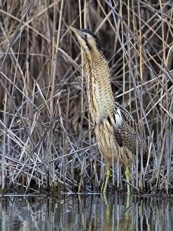 Images Dated 29th March 2018: Eurasian Bittern, Botaurus stellaris