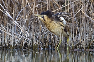 Images Dated 29th March 2018: Eurasian Bittern, Botaurus stellaris