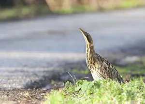 Images Dated 17th January 2010: Eurasian Bittern, Botaurus stellaris