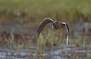 Images Dated 22nd May 2018: Eurasian Bittern, Botaurus stellaris