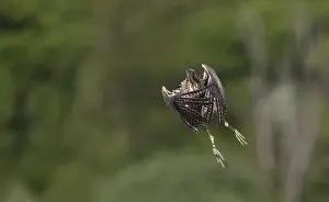 Images Dated 22nd May 2018: Eurasian Bittern, Botaurus stellaris