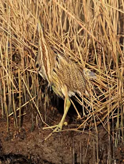 Moerassen Prints: Eurasian Bittern, Botaurus stellaris