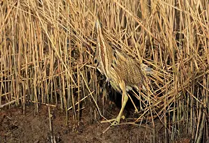Reigerachtigen Prints: Eurasian Bittern, Botaurus stellaris