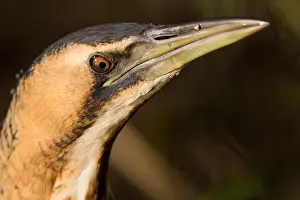 Images Dated 18th December 2019: Eurasian Bittern, Botaurus stellaris