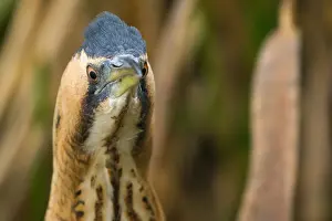 Images Dated 19th December 2019: Eurasian Bittern, Botaurus stellaris