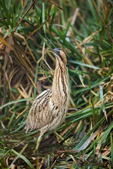 Images Dated 19th December 2019: Eurasian Bittern, Botaurus stellaris